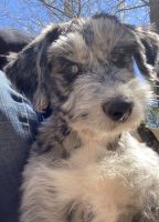Other Puppies for sale in Pine Grove, CA, USA. price: NA
