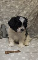 Other Puppies for sale in Dayton, OH 45431, USA. price: NA