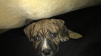 Other Puppies for sale in St. Louis, MO, USA. price: NA