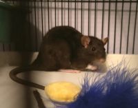 Other Rodents for sale in Tallahassee, FL 32308, USA. price: NA
