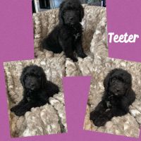 Other Puppies for sale in Westminster, SC 29693, USA. price: NA