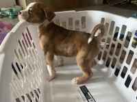 Other Puppies for sale in Las Vegas, NV, USA. price: NA