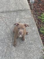 Other Puppies for sale in North Port, FL, USA. price: NA