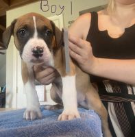 Other Puppies for sale in Surry, VA, USA. price: NA