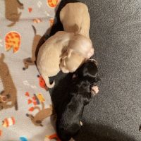 Other Puppies for sale in Asheville, NC, USA. price: NA