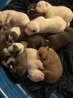 Other Puppies for sale in Carrollton, TX, USA. price: NA