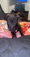 Other Puppies for sale in 1633 S Austin Blvd, Cicero, IL 60804, USA. price: NA