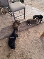 Other Puppies for sale in Lucerne Valley, CA 92356, USA. price: NA
