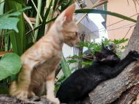 Other Cats for sale in Kotdwar, Uttarakhand 246149, India. price: 500 INR