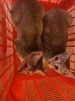 Other Cats for sale in Lalpur, Ranchi, Jharkhand, India. price: 10 INR
