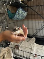 Other Rodents for sale in Henderson, NV, USA. price: NA