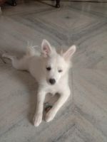 Other Puppies for sale in Mathura, Uttar Pradesh, India. price: 3500 INR