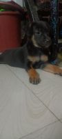 Other Puppies for sale in Mumbai, Maharashtra, India. price: 500 INR