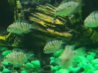 Other Fishes for sale in Merrillville, IN, USA. price: NA