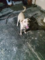 Other Puppies for sale in Yamuna Colony, Khurbura Mohalla, Dehradun, Uttarakhand 248001, India. price: 2000 INR