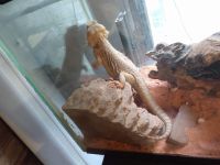 Other Reptiles for sale in Oklahoma City, OK, USA. price: NA