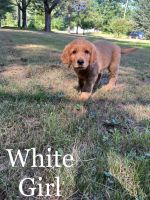 Other Puppies for sale in Somerville, ME, USA. price: NA