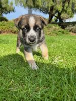 Other Puppies for sale in Corona, CA, USA. price: NA