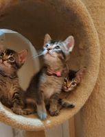 Other Cats for sale in Canyon Country, Santa Clarita, CA, USA. price: NA