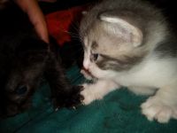 Other Cats for sale in San Lorenzo, CA, USA. price: NA