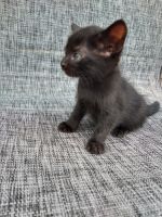 Other Cats for sale in Las Vegas, NV, USA. price: NA