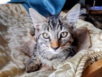 Other Cats for sale in Pinon Hills, CA, USA. price: NA