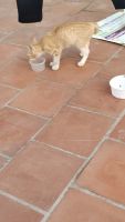 Other Cats for sale in Mogappair West, Mogappair, Chennai, Tamil Nadu 600037, India. price: 250 INR