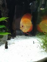 Other Fishes for sale in Celebration, FL 34747, USA. price: NA