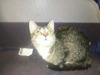 Other Cats for sale in 4299 W 153rd St, Cleveland, OH 44135, USA. price: NA