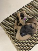 Other Puppies for sale in Bhukum, Maharashtra 412115, India. price: 15000 INR