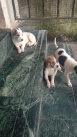 Other Puppies for sale in Thiruporur, Tamil Nadu, India. price: 300 INR