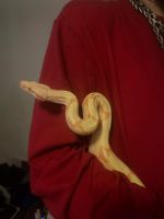 Other Reptiles for sale in Muncie, IN, USA. price: NA