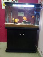 Other Fishes for sale in Chennai, Tamil Nadu, India. price: 1200 INR