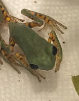 Other Amphibians for sale in Houston, TX 77024, USA. price: NA