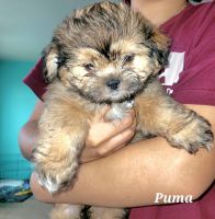 Other Puppies for sale in Round Rock, TX 78664, USA. price: NA