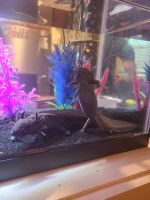 Other Fishes for sale in Lenhartsville, PA 19534, USA. price: NA