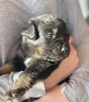 Other Puppies for sale in Dassel, MN 55325, USA. price: NA