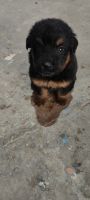 Other Puppies for sale in Siliguri, West Bengal, India. price: 12000 INR