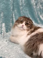 Other Cats for sale in Wasilla, AK 99654, USA. price: NA