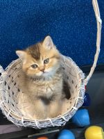 Other Cats for sale in Arlington, TX, USA. price: NA