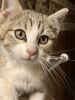 Other Cats for sale in Lovington, NM 88260, USA. price: NA