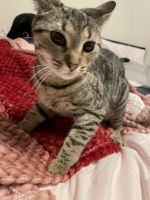 Other Cats for sale in Tunkhannock, PA 18657, USA. price: NA