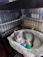 Other Cats for sale in Bronx, NY, USA. price: NA