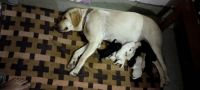 Other Puppies for sale in Rewari, Haryana 123401, India. price: 1 INR