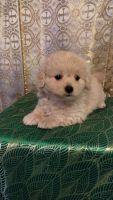 Pomapoo Puppies for sale in San Diego, CA, USA. price: NA