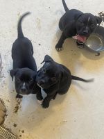 Other Puppies for sale in Fresno, CA, USA. price: NA