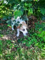 Other Puppies for sale in Mineral Wells, TX, USA. price: NA