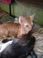 Other Cats for sale in Jijamata Complex Rd, Mauli Park, Ganesh Nagar, Ravet, Pimpri-Chinchwad, Maharashtra, India. price: 20000 INR