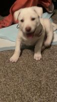 Other Puppies for sale in 801 S Charlotte Ave, Sioux Falls, SD 57103, USA. price: NA