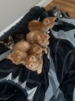Other Cats for sale in Fayetteville, NC 28303, USA. price: $75